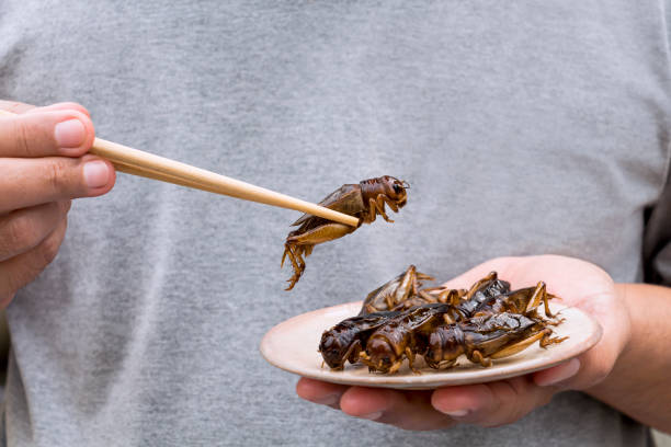 Unconventional Culinary Adventures: Edible Insects Around the Globe