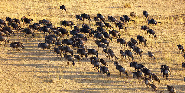 The Great Migration: Following Animal Trails Around the World